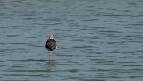 Visto-Desde-Atrás-Contemplando-Su-Vida-Pasada,-Futura-Y-Presente-Mientras-Está-Parado-En-El-Agua,-Zanco-De-Alas-Negras-Himantopus-Himantopus,-Tailandia