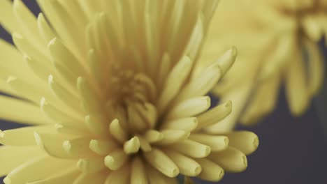 mikro-video-close-up der gelben blume mit kopierraum