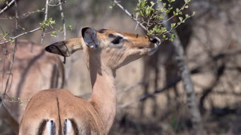 impala o rooibok, hembra mordisqueando hojas, primer plano