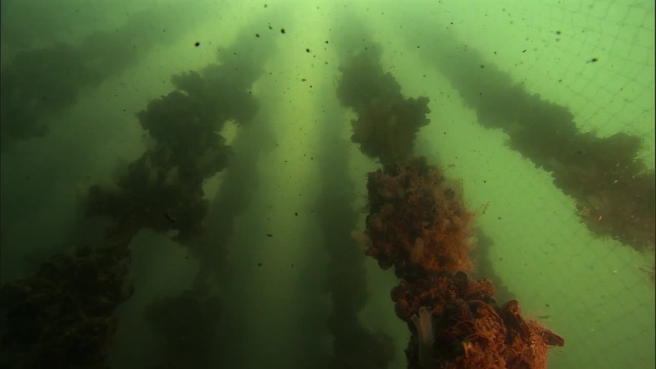 una granja de acuicultura de mariscos de mejillón bajo el agua en los estados unidos 2010s