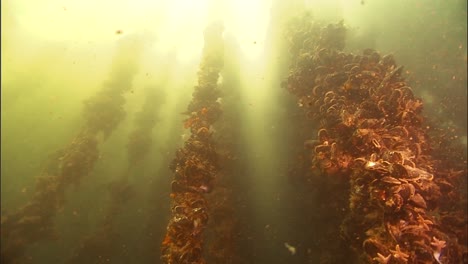 An-Underwater-Mussel-Shellfish-Aquaculture-Farm-In-the-Us-2010S