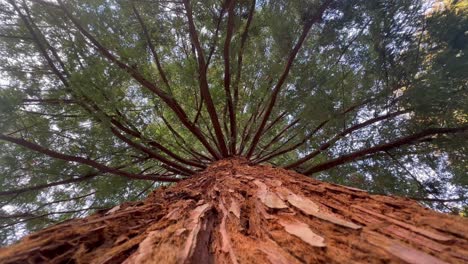 closeup of the trunk of a sequoia redwood tree