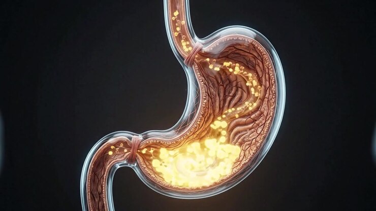 3D Medical Render of Human Stomach Anatomy