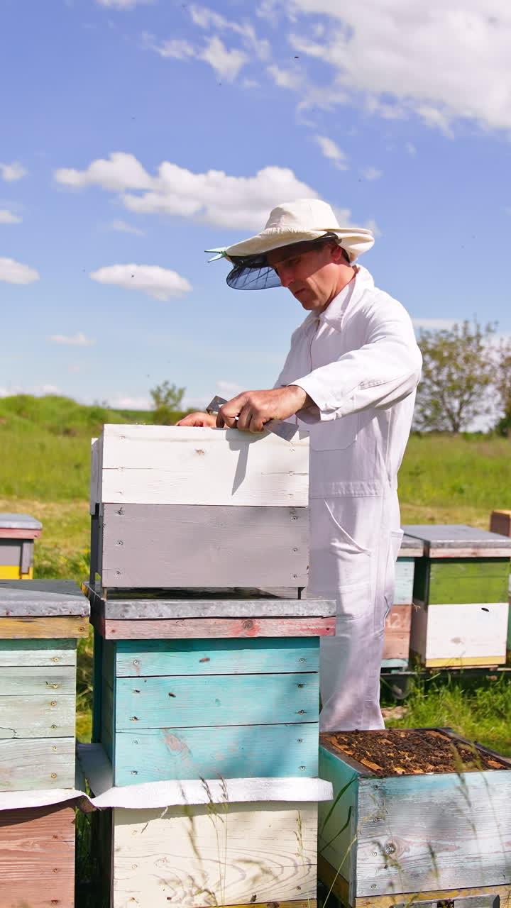 Apiculturist in white uniform uses instrument to pick up the frame. Apiary of wooden beehives in the nature background. Vertical video