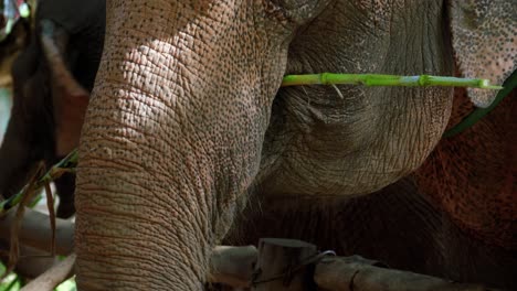 close up of gray elephant eating and chewing bamboo stalk using trunk, thailand