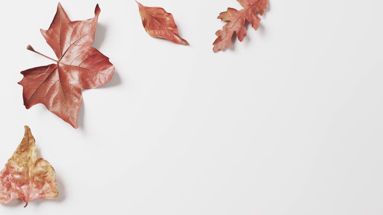 하 ⁇  배경에 복사 공간과 함께 할로윈 가을 잎의 비디오