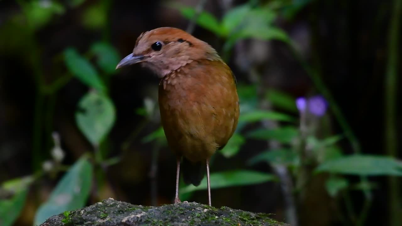 La Pita de nuca oxidada es un ave mansa que se encuentra en hábitats de bosques montañosos de gran altitud; existen numerosos lugares en Tailandia para encontrarla.