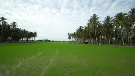 Movimiento-De-Cardán-En-El-Campo-De-Arroz