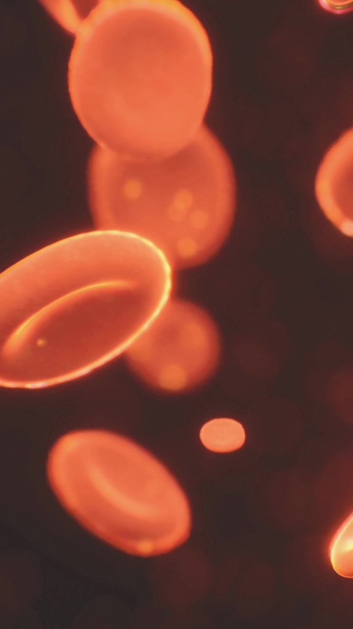 Microscopic view shows red blood cells moving through an organisms blood