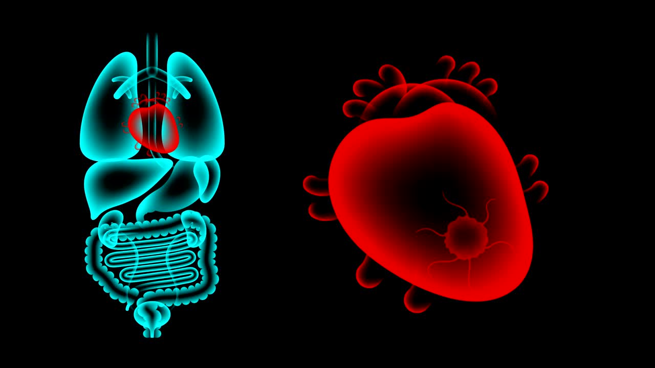 Human Male Organs X-ray set, Heart infection concept idea red color illustration isolated glow in the dark background, seamless looping animation 4K with copy space