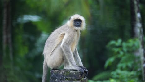 Black-faces-monkey-sat-on-a-wall