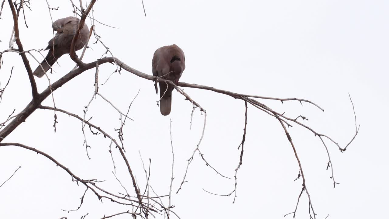 dos palomas sentadas en un árbol acicalándose contra un cielo completamente gris