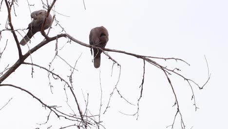 Dos-Palomas-Sentadas-En-Un-árbol-Acicalándose-Contra-Un-Cielo-Completamente-Gris