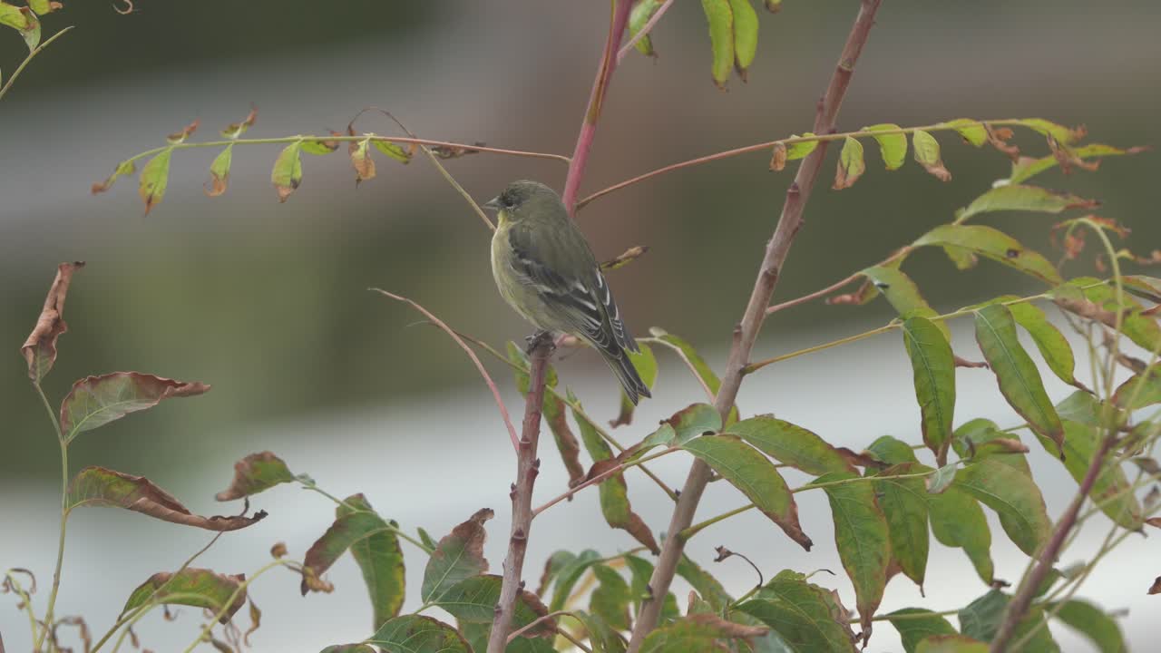papamoscas de vientre amarillo posado en la parte superior de una rama de árbol