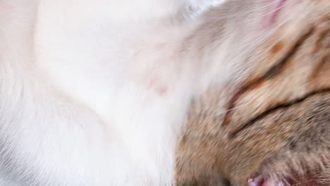 video vertical: primer plano de un gato callejero con ojos amarillos prominentes