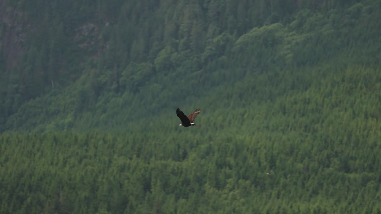 An eagle flying in slow motion looking for food over the ocean in Canada