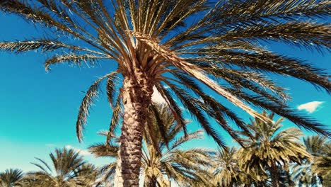 plantación de palmeras deglet nour en la región de biskra, argelia