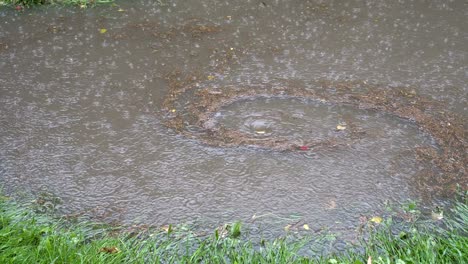 in a deep puddle during the rain spinning whirlpool. it gets fallen leaves, dirt and debris that floated on the surface of the water.