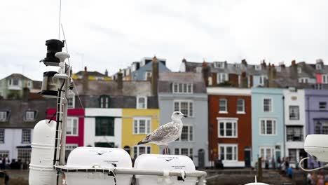 static seagull in a colorful small town on the jurassic coast of england