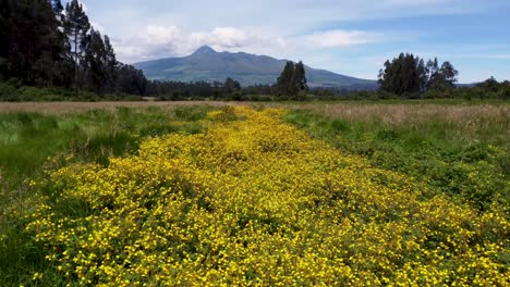 Clip-De-Película-En-La-Naturaleza-En-Un-Pequeño-Campo-De-Flores-Con-El-Volcán-Corazón-Estirándose-Al-Fondo-En-El-Valle-De-Los-9-Volcanes