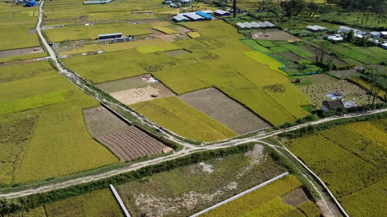 видео с красивыми террасами рисовых полей, готовых к сбору урожая в непале, с проплывающими над головой облаками и людьми, работающими на полях