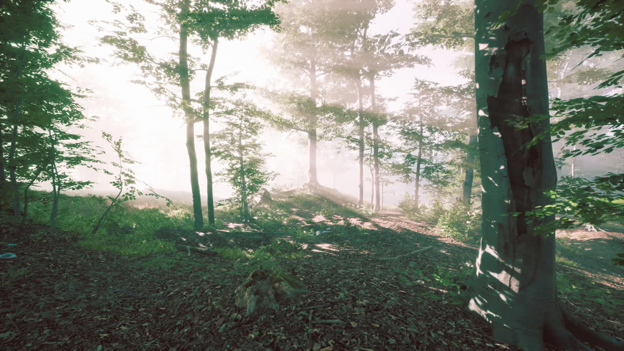 황금색  ⁇ 빛 에 비춰진 숲 에 있는 나무 들