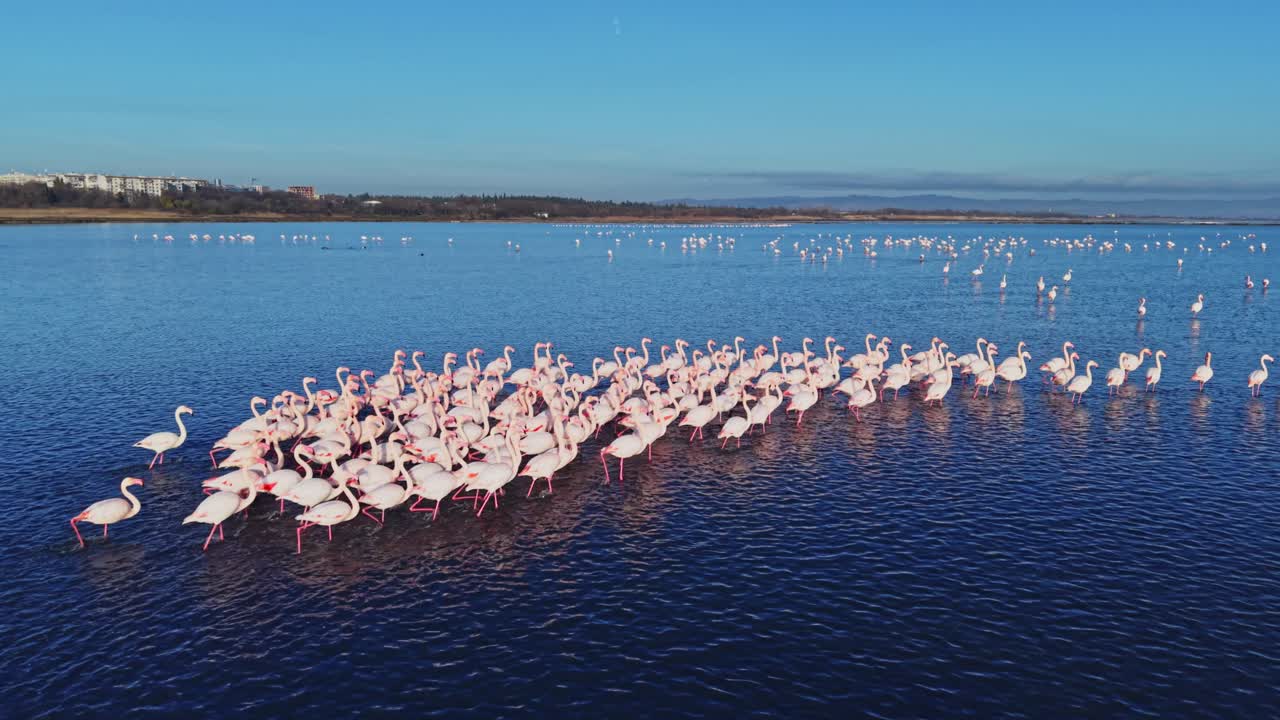 Flamingos gather in water near city buildings under clear blue sky