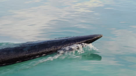 Slow-motion-close-up-of-Kanak-pirogue-outrigger-tip-moving-through-water