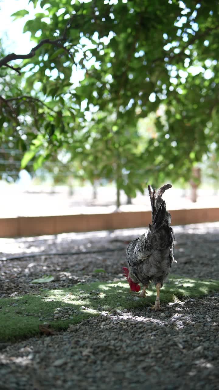 gallo en un jardín