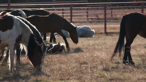 wild horses graze in a pasture under protection of the bureau of land management