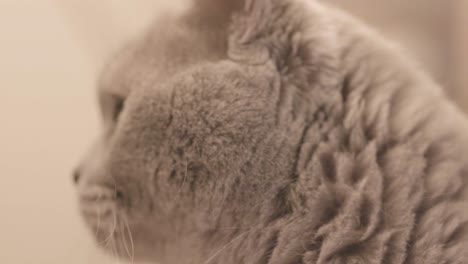 close-up of a gray british shorthair cat