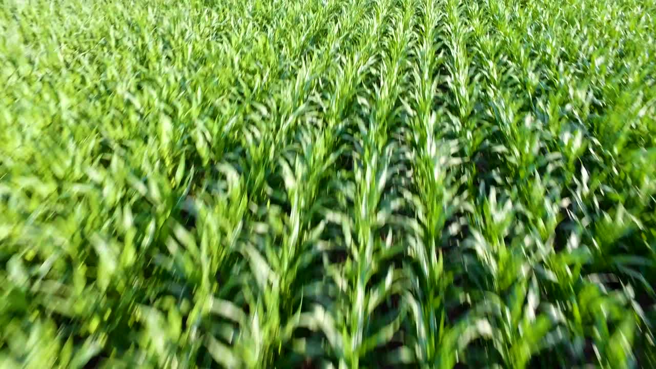 vuelo de drones sobre el campo de maíz.