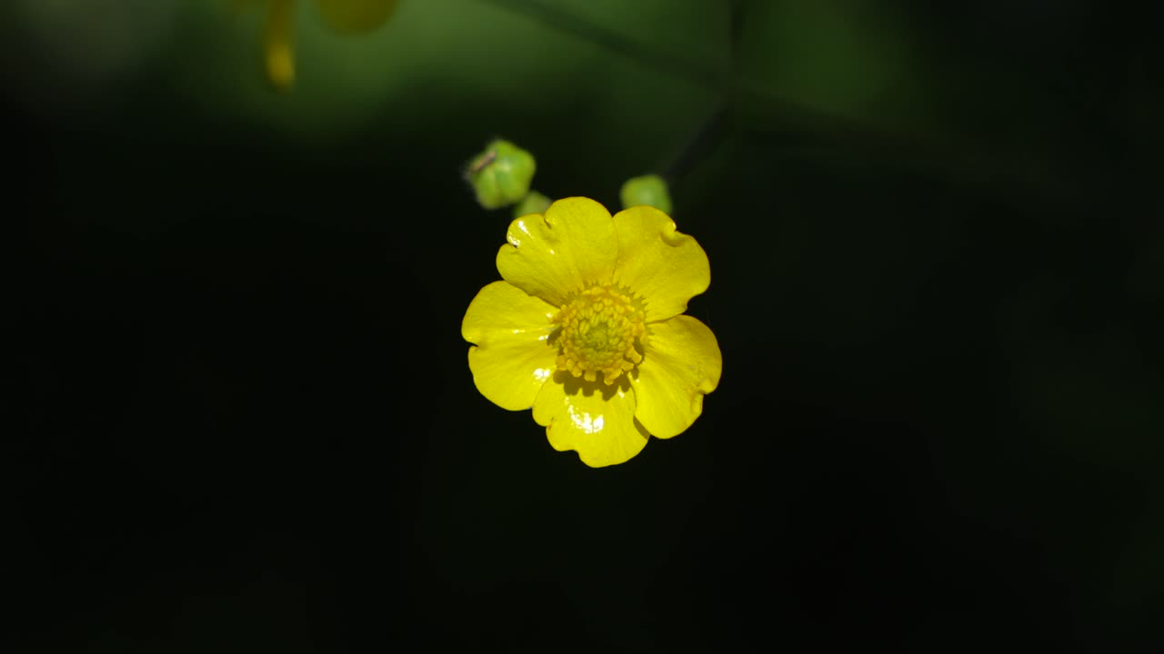 Tall buttercup flower is blooming in hilly areas.