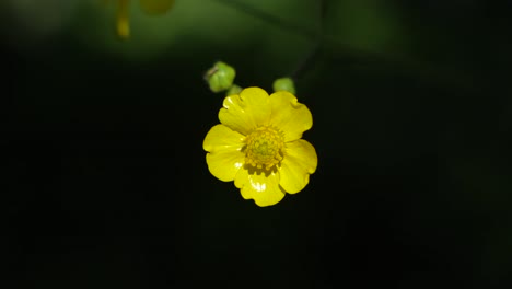 tall buttercup flower is blooming in hilly areas.