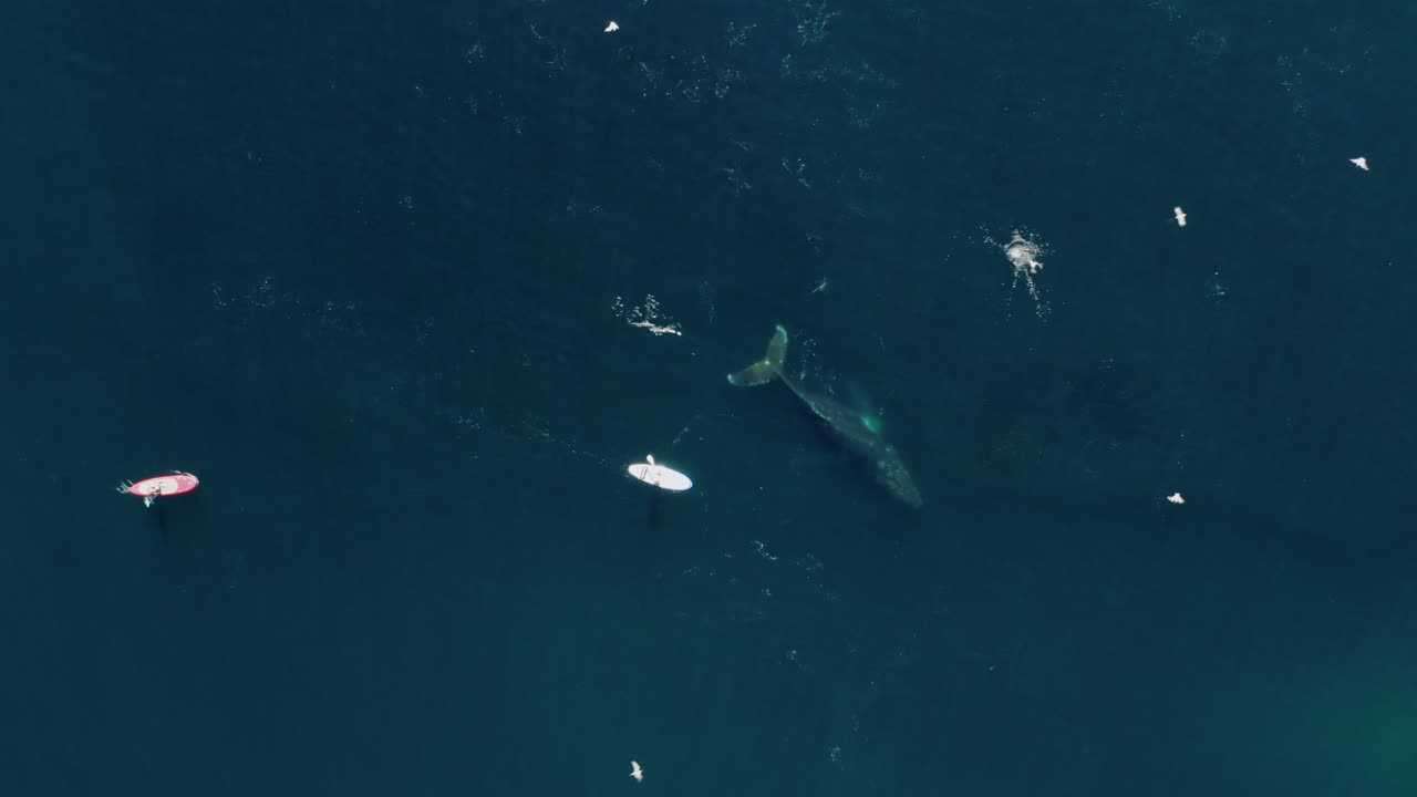 섭에서 노를 젓는 남자, 열린 바다에서 혹등고래를 만나다