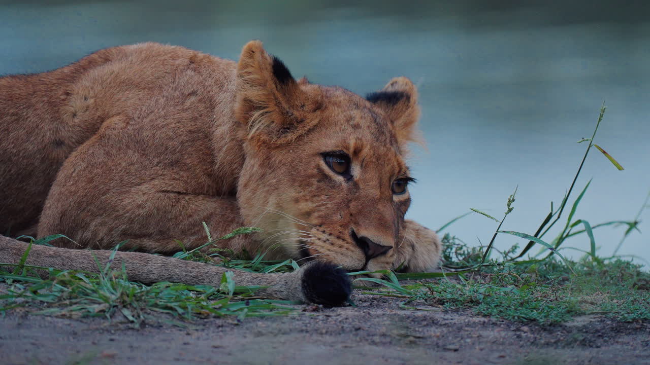 Young Lion Cub Resting by a Water Source