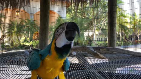 parrot in front of the camera, bird