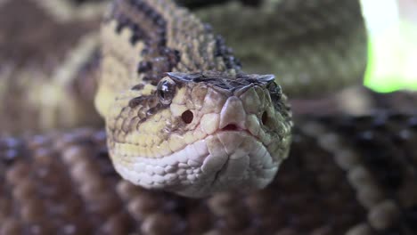 serpiente de cascabel sudamericana, cascabel tropical, crotalus durissus, cabeza cerrada aspectos de la lengua, termorreceptores, escamas de la piel