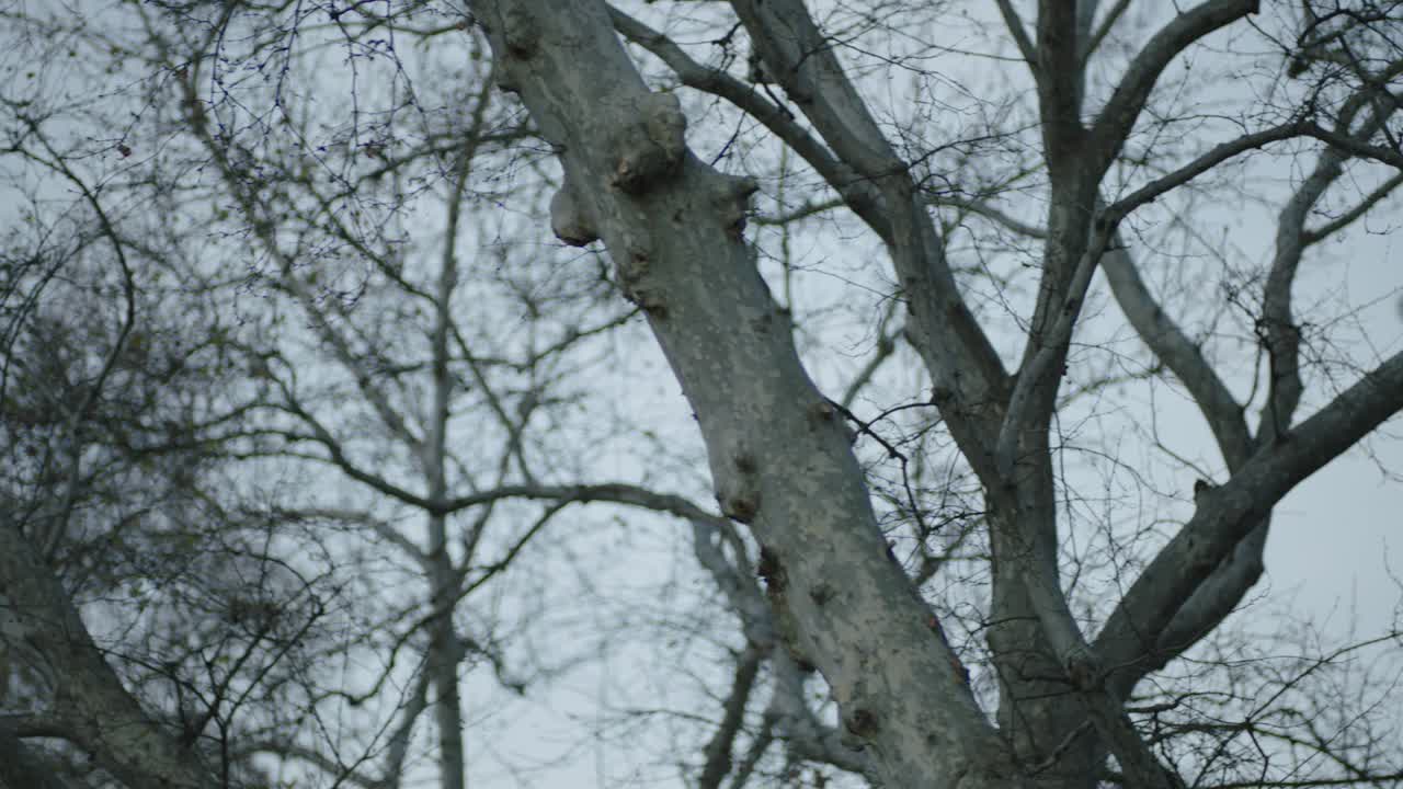 mosque minaret with tree branches and wooden ceiling