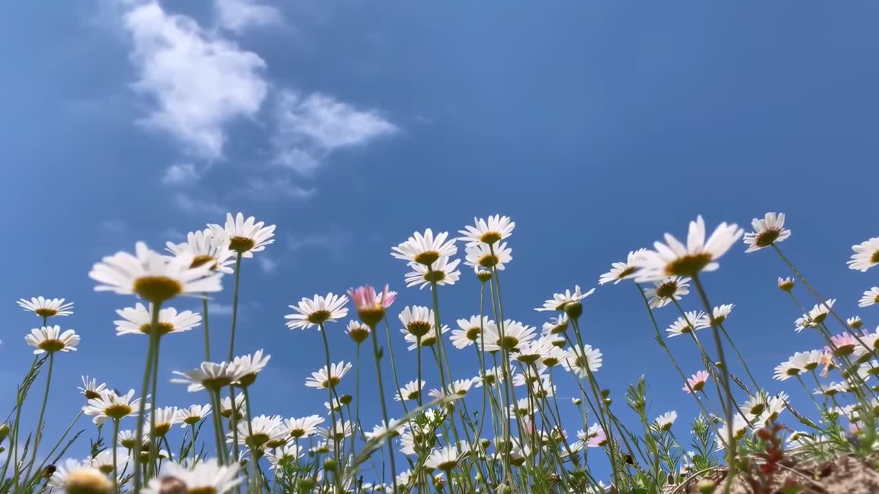Video dal basso di margherite contro un cielo azzurro limpido, che cattura un'atmosfera serena e naturale.