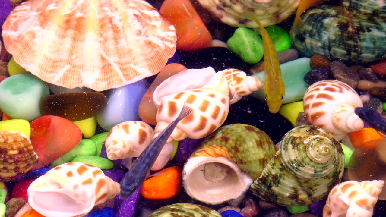 다채로운 수족관에서 물 에 있는 물고기