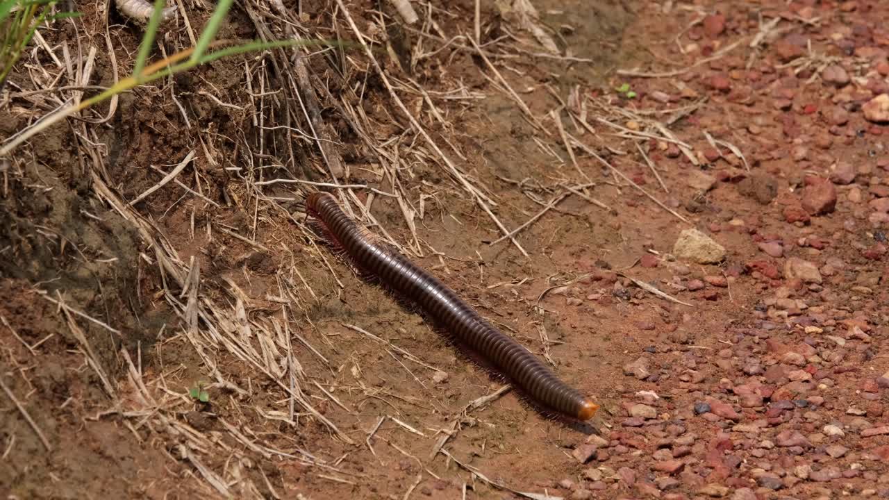 escalando un lado inclinado del suelo rojizo mientras la cámara se desliza hacia la izquierda