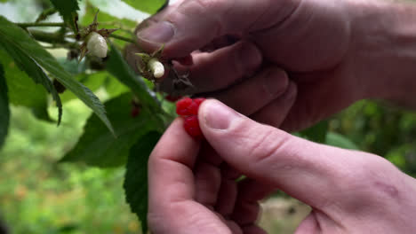 close-up of hands picking ripe raspberry fruit from plant branch, gardening and harvest