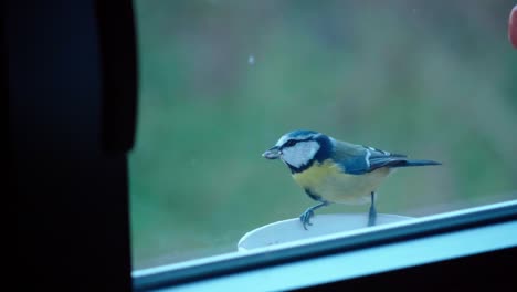 small blue tit behind a window eating seeds in winter