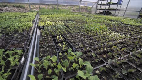 wide stabilized gimbal moving shot inside greenhouse, a lot of plants in rows