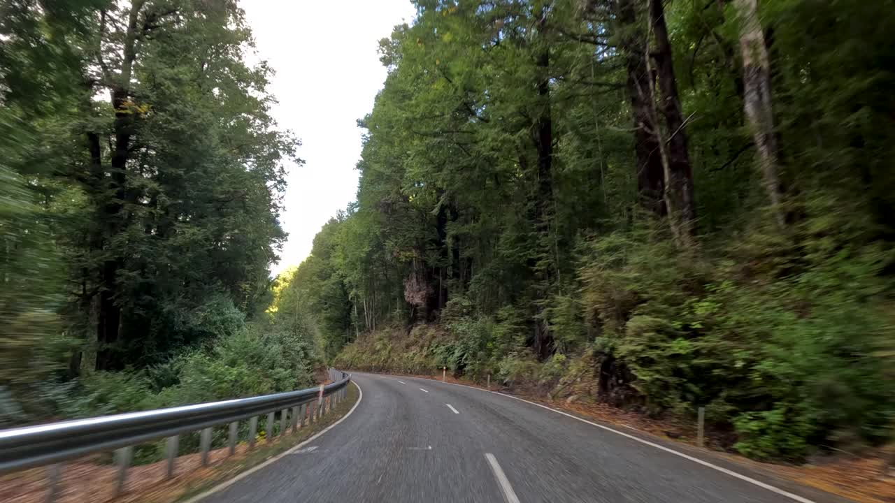 A serene drive along a winding road through dense forest in Queenstown, New Zealand. Natural lighting enhances the tranquil atmosphere