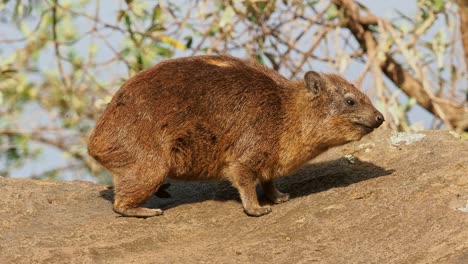 rock hyrax - procavia capensis also dassie, cape hyrax, rock rabbit and coney, medium-sized terrestrial mammal native to africa and the middle east, order hyracoidea genus procavia.