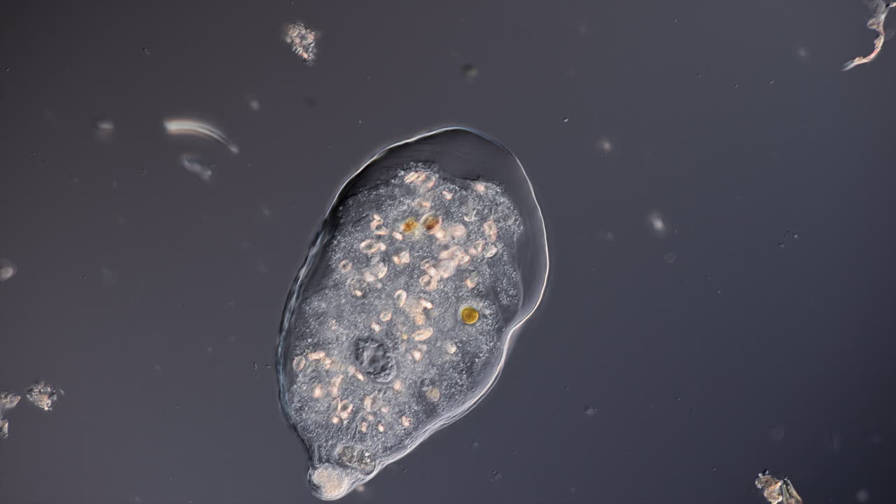 Microscopic View of a Single-Celled Organism (Amoeba)