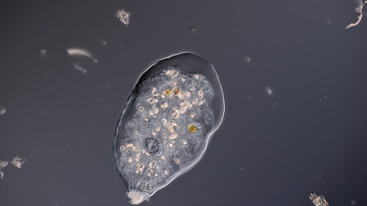 Microscopic View of a Single-Celled Organism (Amoeba)