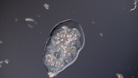 microscopic view of a single-celled organism (amoeba)